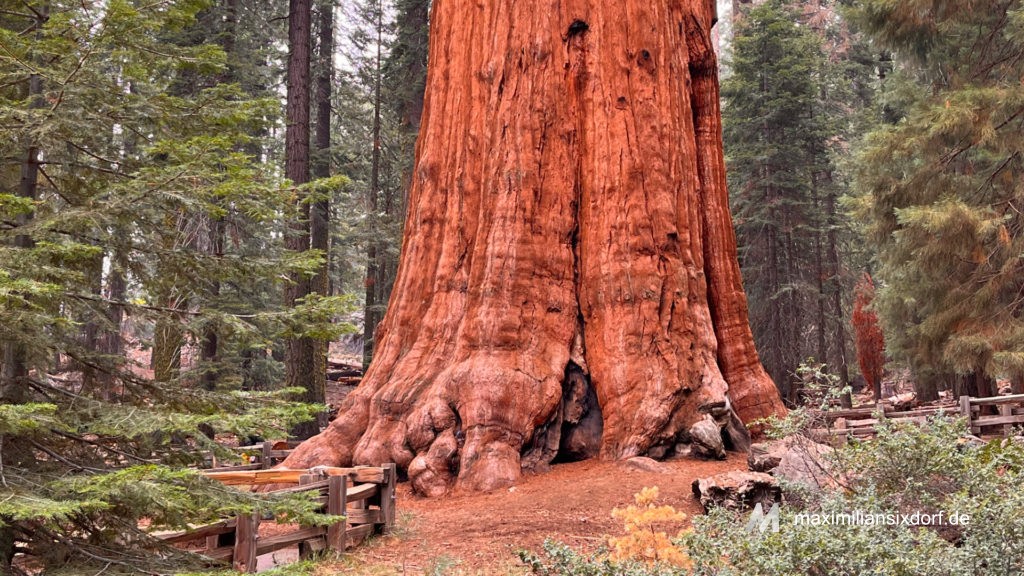 General Sherman Tree im Sequoia National Park