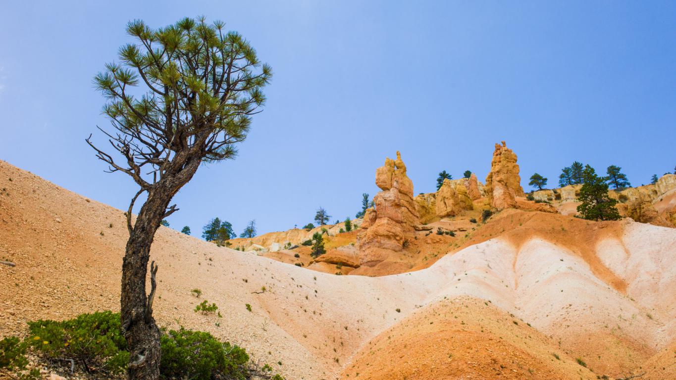 Bryce Canyon Flora