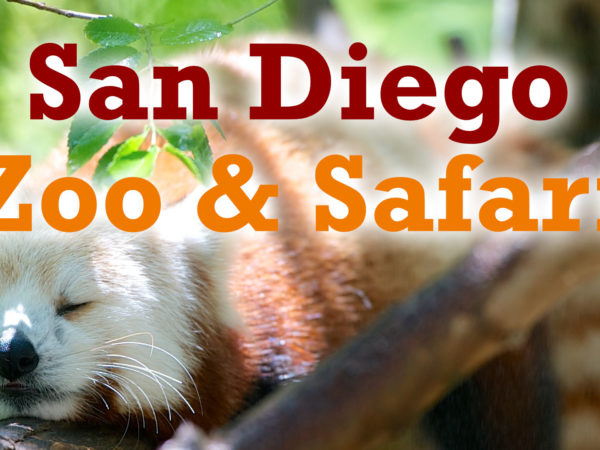 San Diego Zoo Kleiner Panda