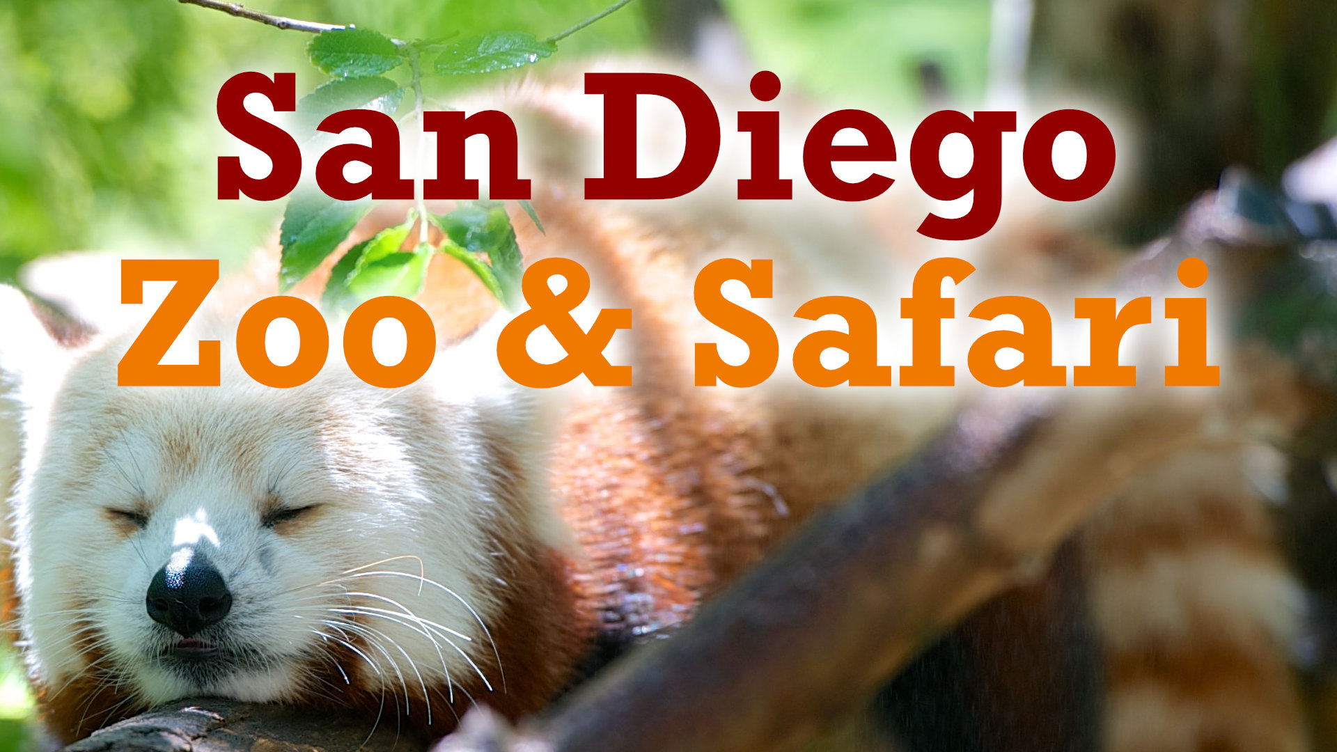Sommer 2021: Im San Diego Zoo Corona vergessen