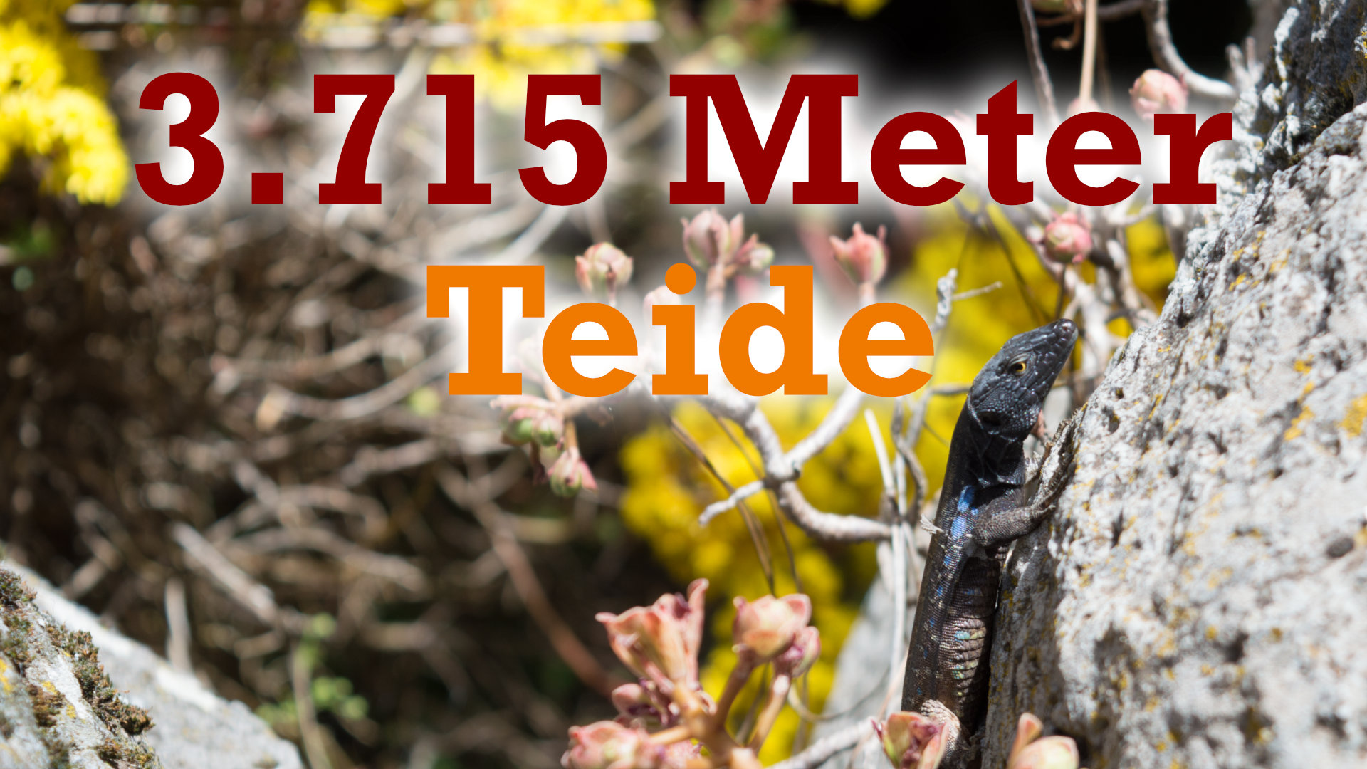 Pico del Teide: Was 3.715 Meter zu bieten haben
