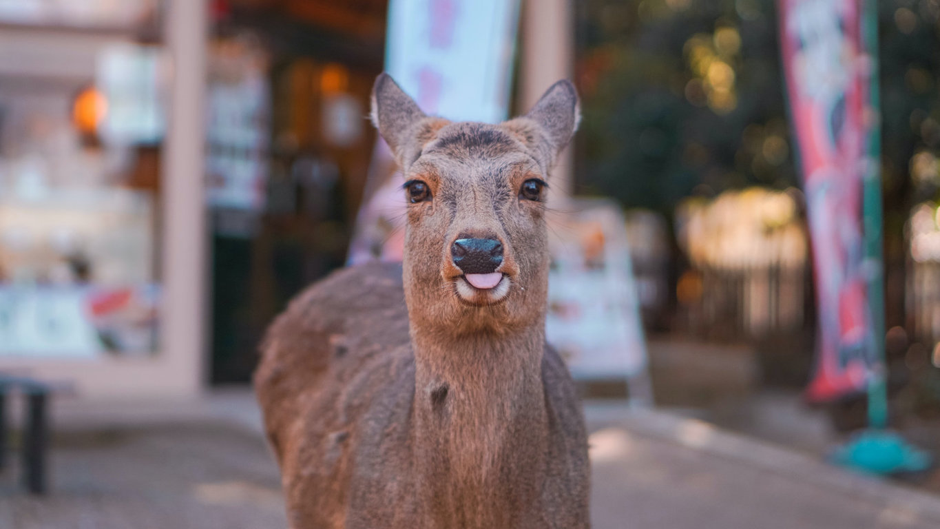 Hirsch im Nara-Park, Japan