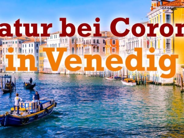 Quallen in den Kanälen von Venedig