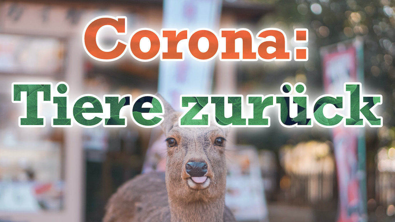 Corona: Die Tiere kommen zurück