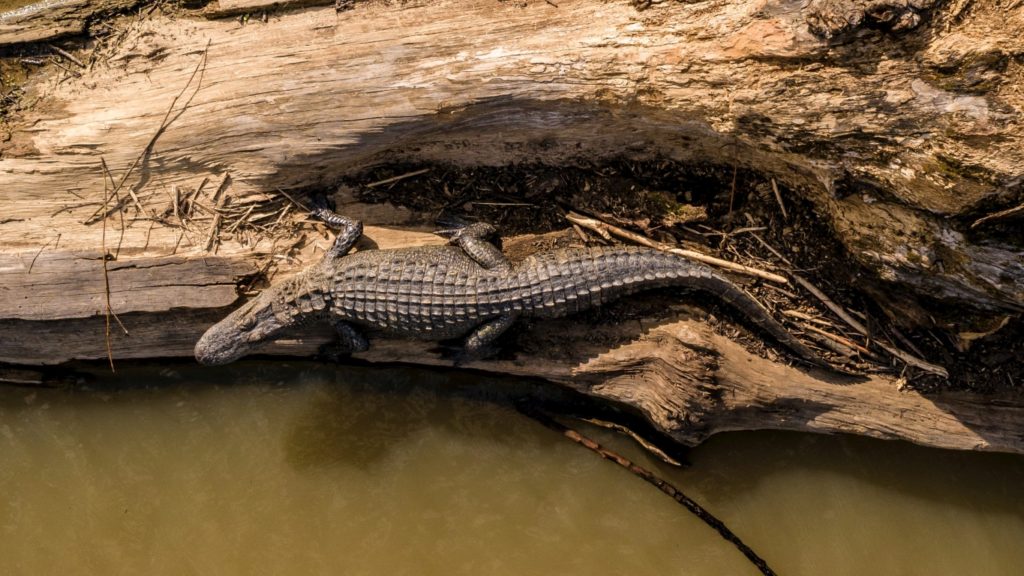 Ein Alligator im Jean Lafitte Nationalpark