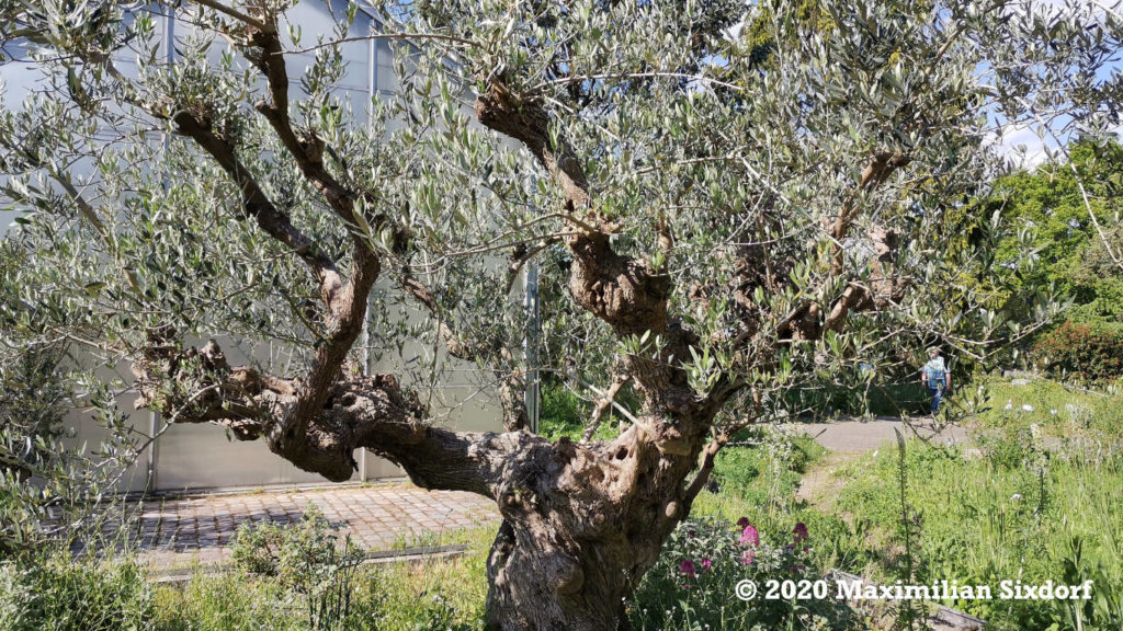 Ein Olivenbaum im Botanischen Garten