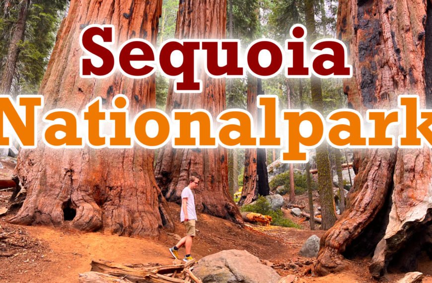Riesenmammutbäume im Sequoia-Nationalpark