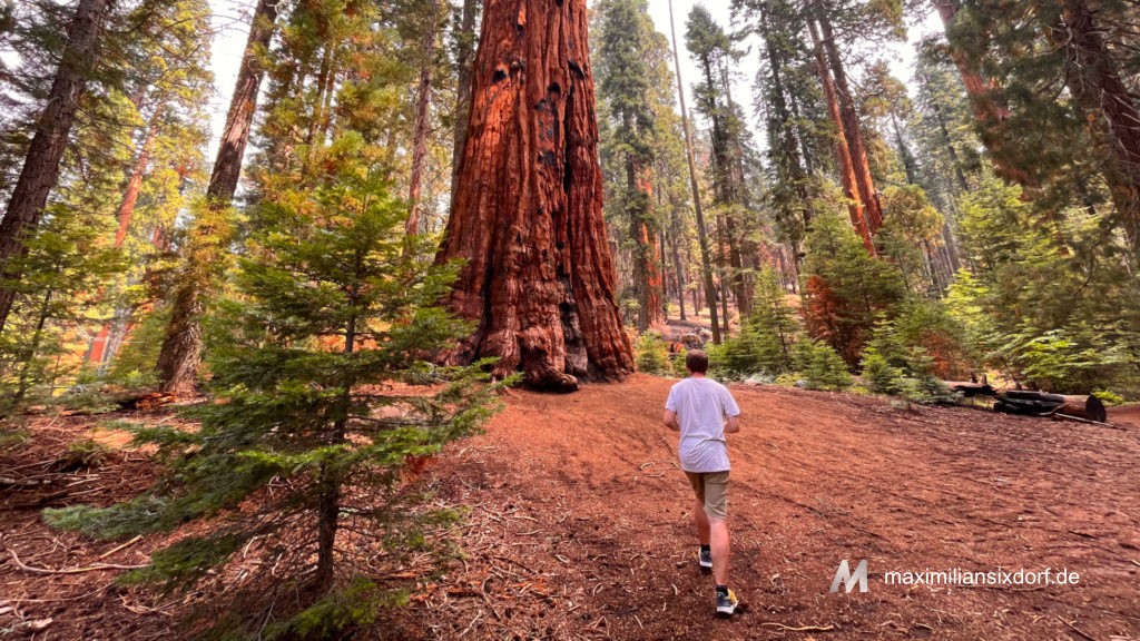 Unsere erste Begegnung mit einem Sequoia-Baum
