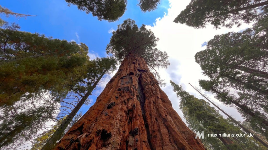 Die schiere Größe der Sequoia-Bäume ist kaum einzufangen