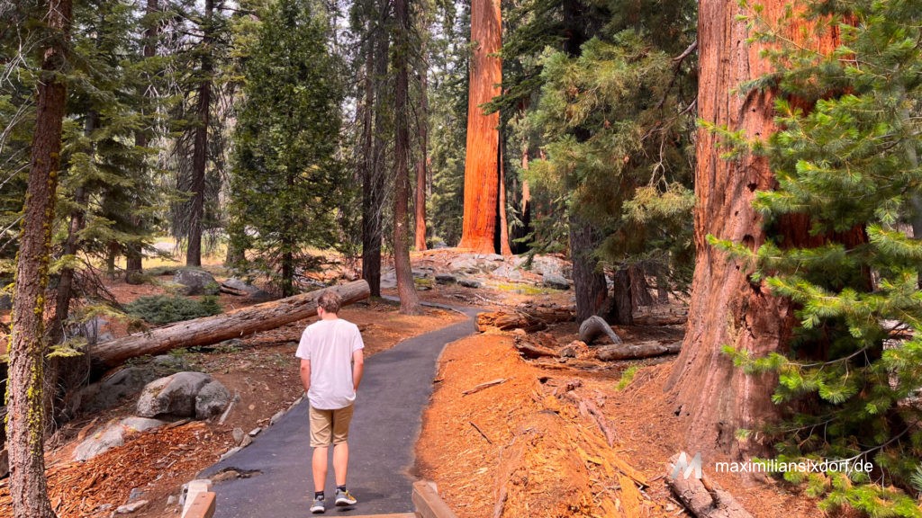 Wandern durch den Sequoia Nationalpark